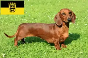 Read more about the article Dachshund breeders and puppies in Baden-Württemberg