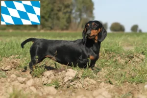 Read more about the article Dachshund breeders and puppies in Bavaria