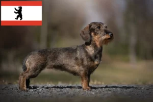 Read more about the article Dachshund breeders and puppies in Berlin