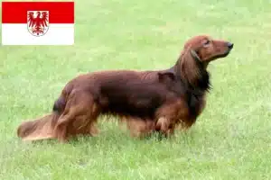 Read more about the article Dachshund breeders and puppies in Brandenburg