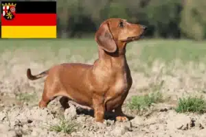 Read more about the article Dachshund breeders and puppies in Rhineland-Palatinate