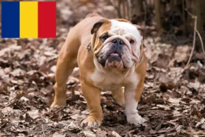 Read more about the article English Bulldog breeders and puppies in Romania