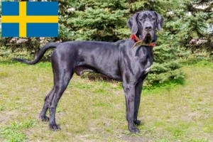 Read more about the article Great Dane breeders and puppies in Sweden