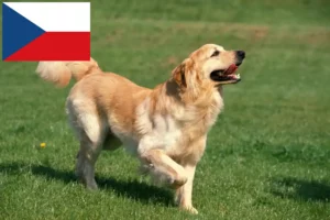 Read more about the article Hovawart breeders and puppies in the Czech Republic