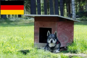 Read more about the article Jämthund breeders and puppies in Germany