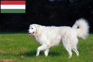 Read more about the article Kuvasz breeders and puppies in Hungary