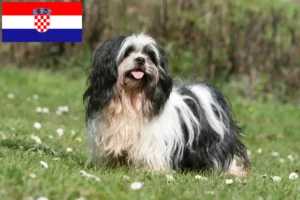 Read more about the article Lhasa Apso breeders and puppies in Croatia