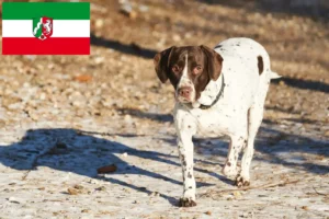 Read more about the article Old Danish Pointing Dog breeders and puppies in North Rhine-Westphalia