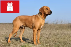 Read more about the article Rhodesian Ridgeback breeder and puppies in Hamburg