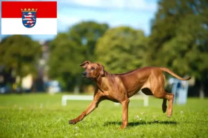 Read more about the article Rhodesian Ridgeback breeders and puppies in Hessen