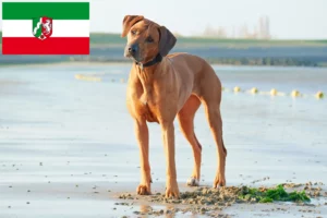 Read more about the article Rhodesian Ridgeback breeders and puppies in North Rhine-Westphalia