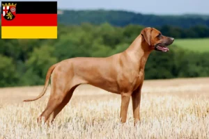 Read more about the article Rhodesian Ridgeback breeders and puppies in Rhineland-Palatinate