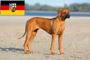 Read more about the article Rhodesian Ridgeback breeders and puppies in Saarland