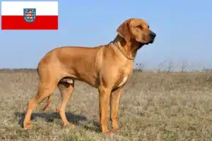 Read more about the article Rhodesian Ridgeback breeders and puppies in Thuringia