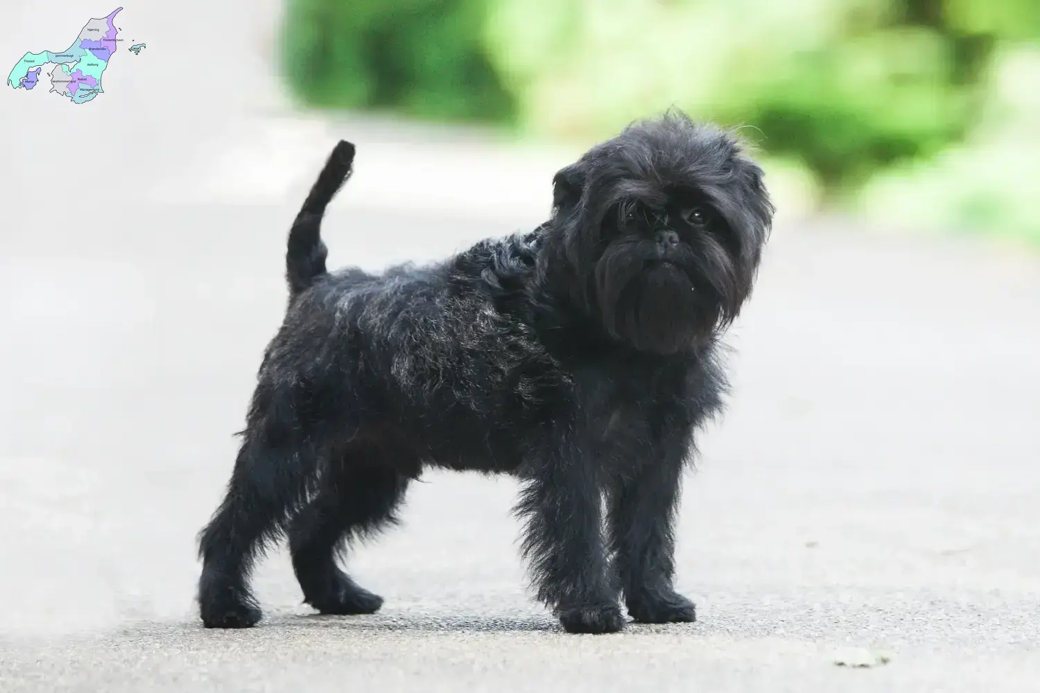 Read more about the article Affenpinscher breeders and puppies in Nordjylland