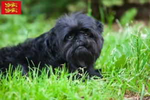 Read more about the article Affenpinscher breeders and puppies in Normandy