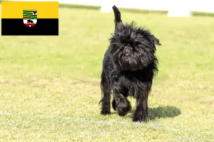 Read more about the article Affenpinscher breeders and puppies in Saxony-Anhalt