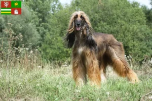 Read more about the article Afghan Hound breeder and puppies in Pilsen