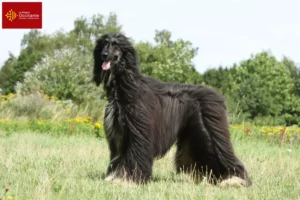 Read more about the article Afghan Hound breeders and puppies in Occitania