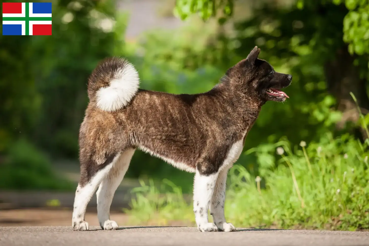 Read more about the article Akita breeders and puppies in Groningen