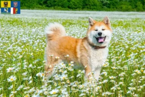 Read more about the article Akita breeders and puppies in Moravia-Silesia