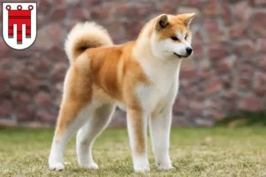 Read more about the article Akita breeders and puppies in Vorarlberg