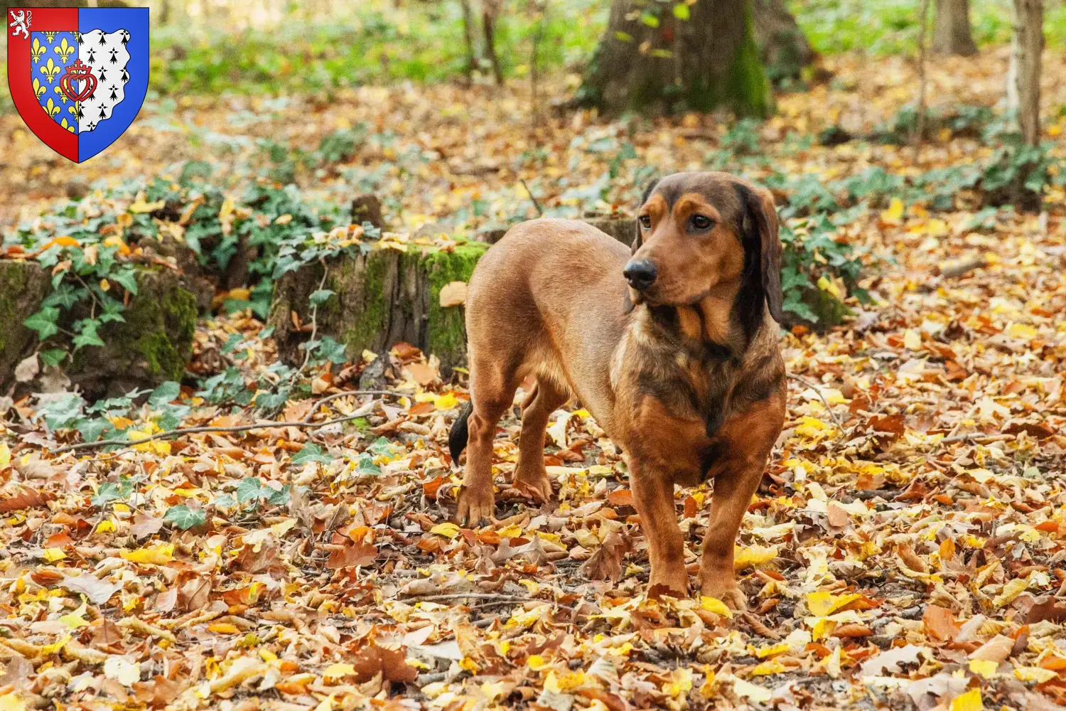 Read more about the article Alpine Dachsbracke breeders and puppies in Pays de la Loire