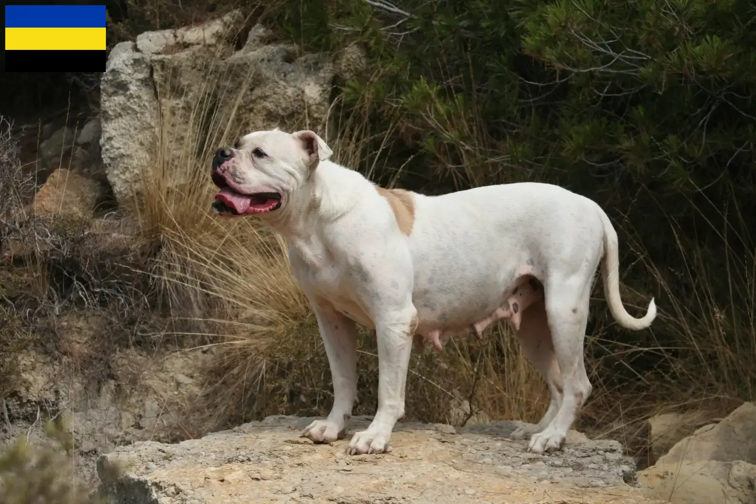 Read more about the article American Bulldog breeders and puppies in Gelderland