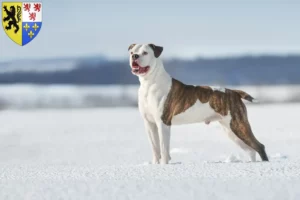 Read more about the article American Bulldog breeders and puppies in Hauts-de-France