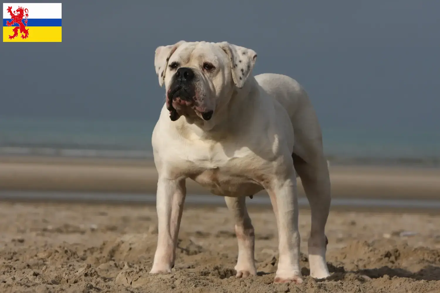 Read more about the article American Bulldog breeders and puppies in Limburg