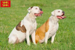 Read more about the article American Bulldog breeders and puppies in Normandy