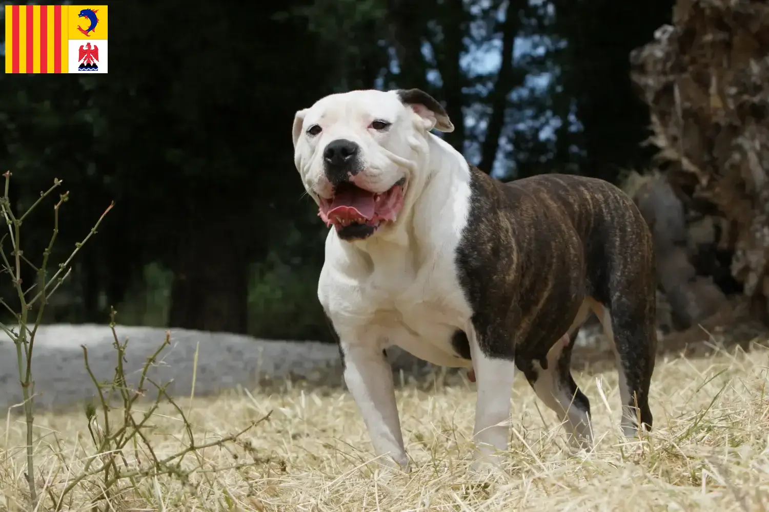 Read more about the article American Bulldog breeders and puppies in Provence-Alpes-Côte d’Azur