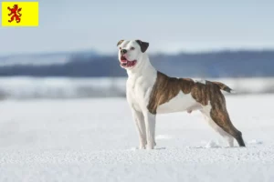 Read more about the article American Bulldog breeders and puppies in South Holland