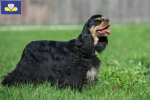 Read more about the article American Cocker Spaniel breeders and puppies in Brussels-Capital Region