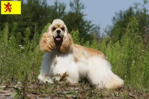 Read more about the article American Cocker Spaniel breeders and puppies in South Holland