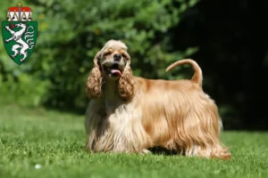 Read more about the article American Cocker Spaniel breeders and puppies in Styria