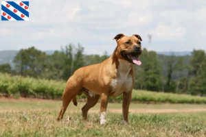 Read more about the article American Staffordshire Terrier breeders and puppies in Friesland