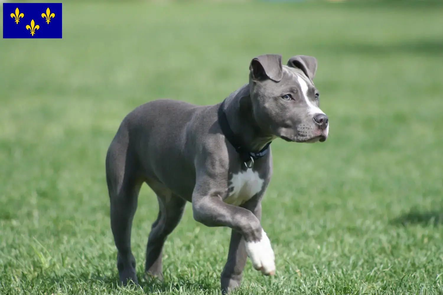 Read more about the article American Staffordshire Terrier breeders and puppies in Île-de-France