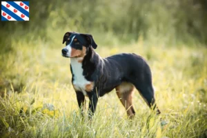 Read more about the article Appenzell Mountain Dog Breeder and Puppies in Friesland