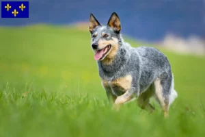 Read more about the article Australian Cattle Dog breeders and puppies in Île-de-France