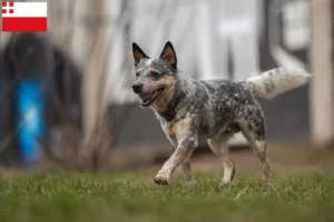 Read more about the article Australian Cattle Dog breeders and puppies in Utrecht