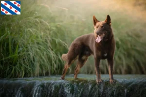 Read more about the article Australian Kelpie breeders and puppies in Friesland