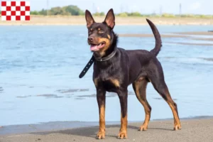 Read more about the article Australian Kelpie breeders and puppies in North Brabant