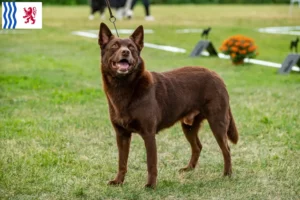 Read more about the article Australian Kelpie breeders and puppies in Nouvelle-Aquitaine