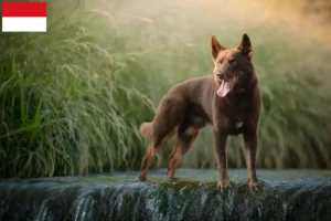 Read more about the article Australian Kelpie breeders and puppies in Vienna