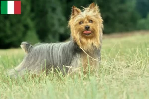 Read more about the article Australian Silky Terrier breeders and puppies in Italy