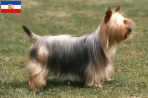 Read more about the article Australian Silky Terrier breeders and puppies in Schleswig-Holstein