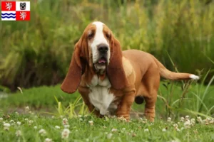 Read more about the article Basset Hound breeders and puppies in Central Bohemia