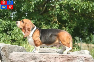 Read more about the article Basset Hound breeders and puppies in Hradec Králové