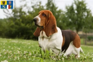 Read more about the article Basset Hound breeders and puppies in Moravia-Silesia